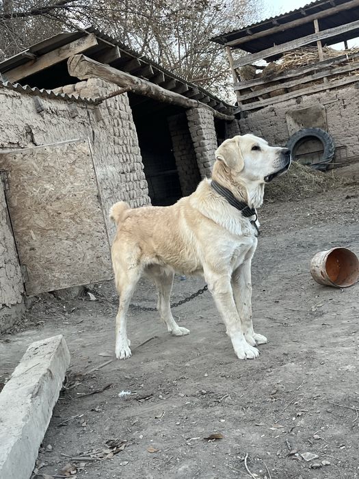 Ит(тұқымы мықты)