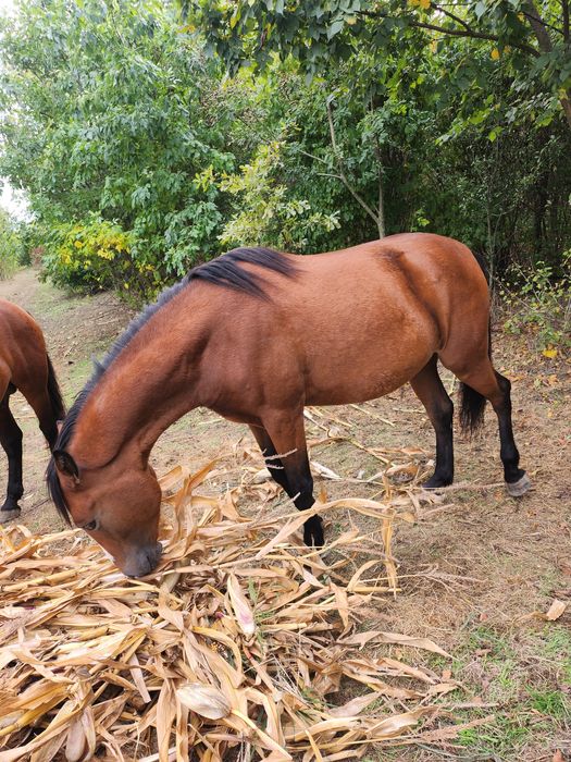 Vând armăsar si manza