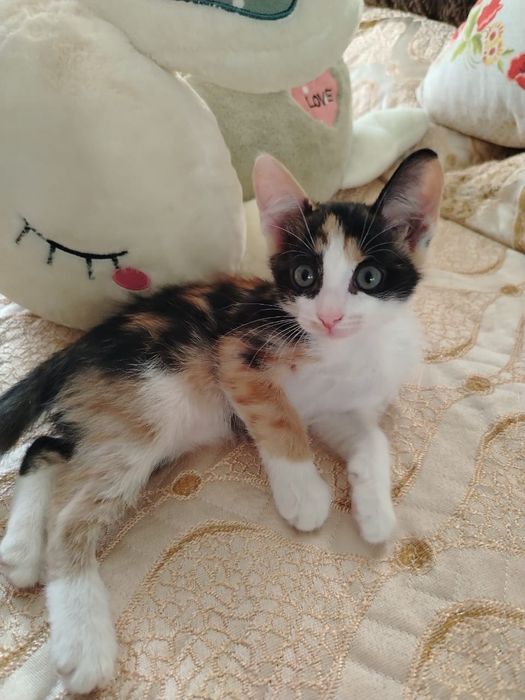 Отдам котята в добрые руки