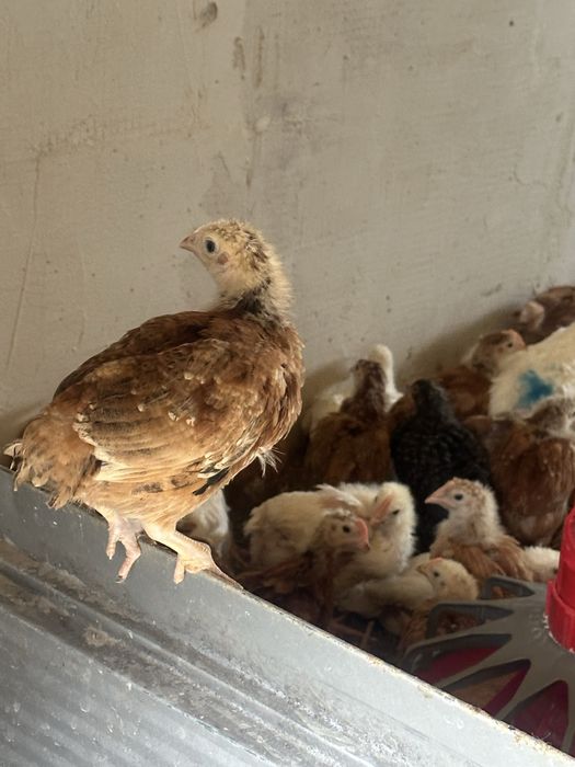 Vând pui de carne, rasă mixtă și pui de curcă!