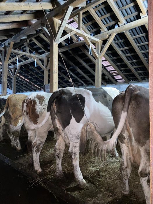 Vand 12 vaci de lapte