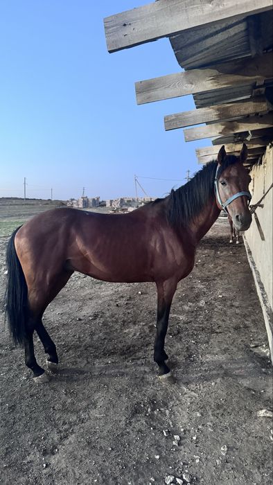Таза Кан Айгыр Сатылады