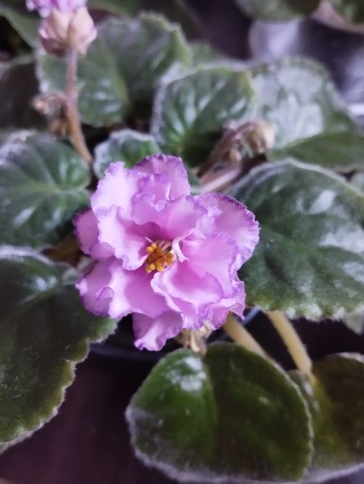 Фиалки разные виды