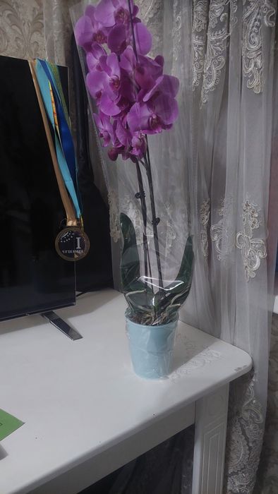 «Королевская Орхидея Аметист"