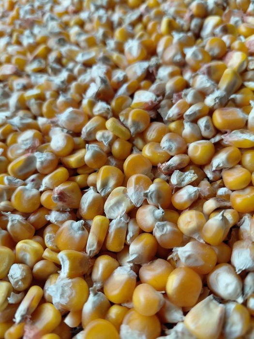 Porumb sticlos pentru  mămăligă