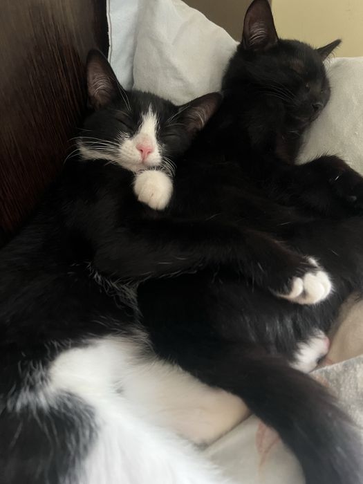 Отдаю котят в добрые руки