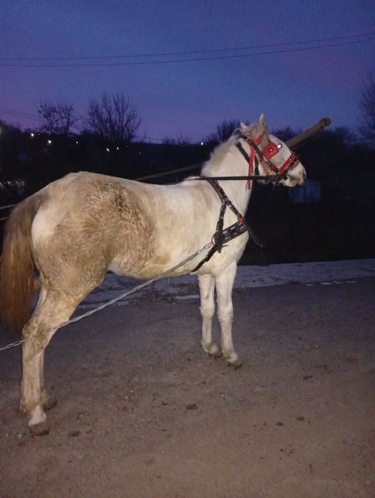 De vânzare manza sau schimb cu mamz