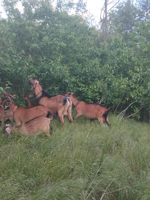Se vinde doi ieduți