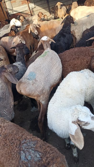 Кой кой  токты козы сек марка