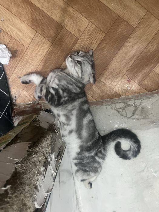 Продам котенка породистый