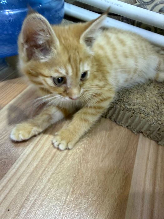 Котёнок мальчик  отдам