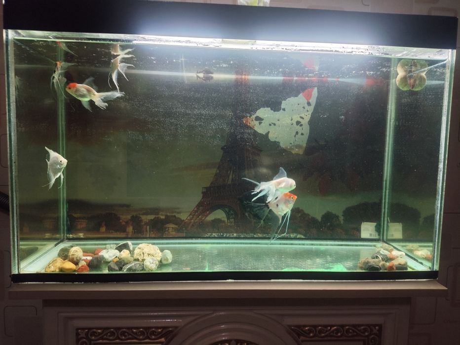 Продаю аквариум с рыбками