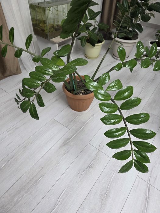 Продам комнатные цветы