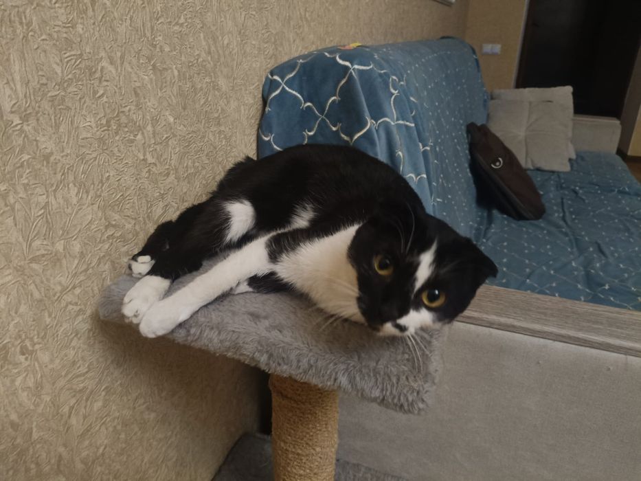 Питомец,веслоухая девочка,беремена