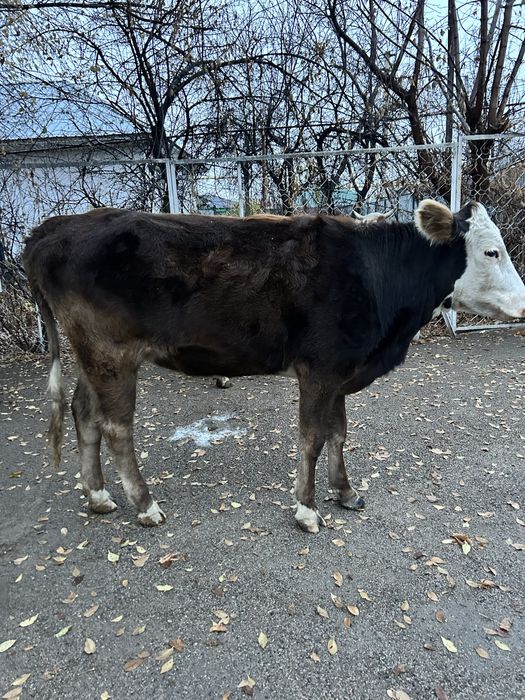 Екі Сиыр  сатылады , Алатау пародасы