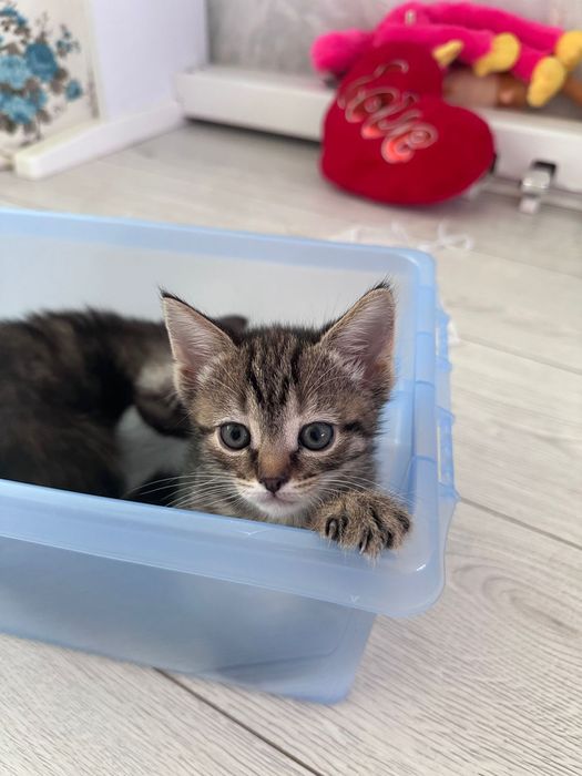 Кошечка в добрые руки