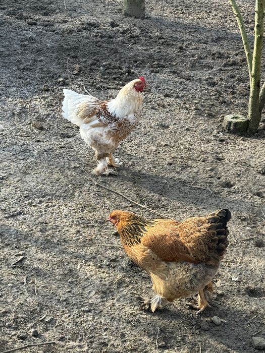 Gaini brahma colorate