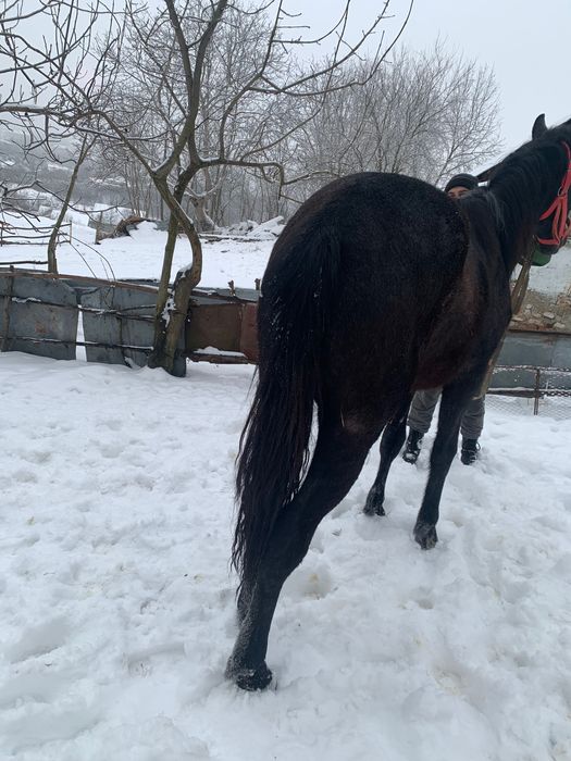 Vând sau schimb mânză