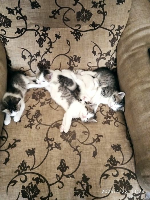 Mushuk bolalari onasi hadiyaga beriladi yahshi qollarga