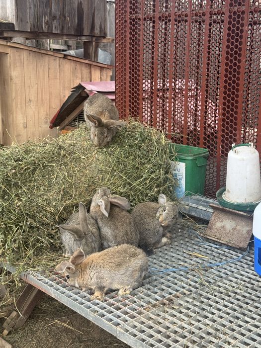 Vand iepurasi urias german 2 luni nunatate 2,5 kg