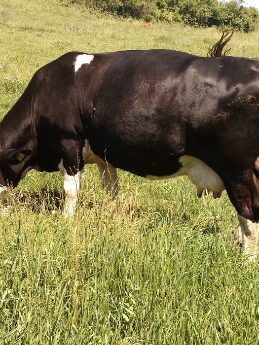 Vaca gestantă și vițică 11 luni