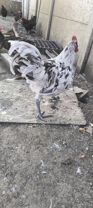 Cocosi austrolorp de vanzare