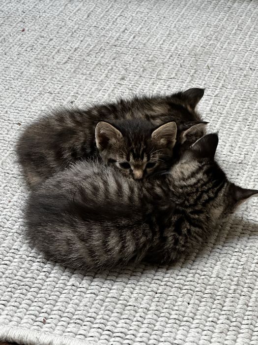 Котята мальчик и девочка 2 месяца