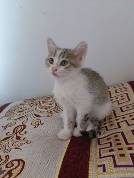 Котенок 1,5 месяц бесплатно в добрые руки. Город Ургенч