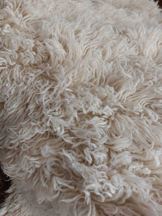 Уникален китеник, реснач, губер - неизползван