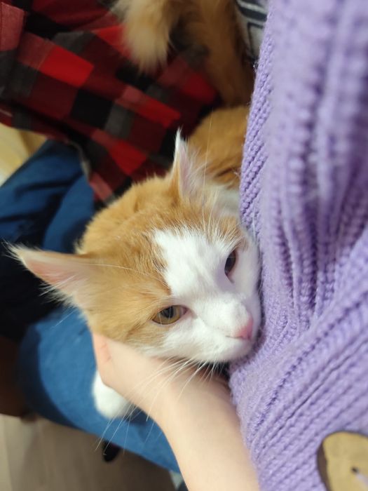 Отдам котиков в хорошие руки