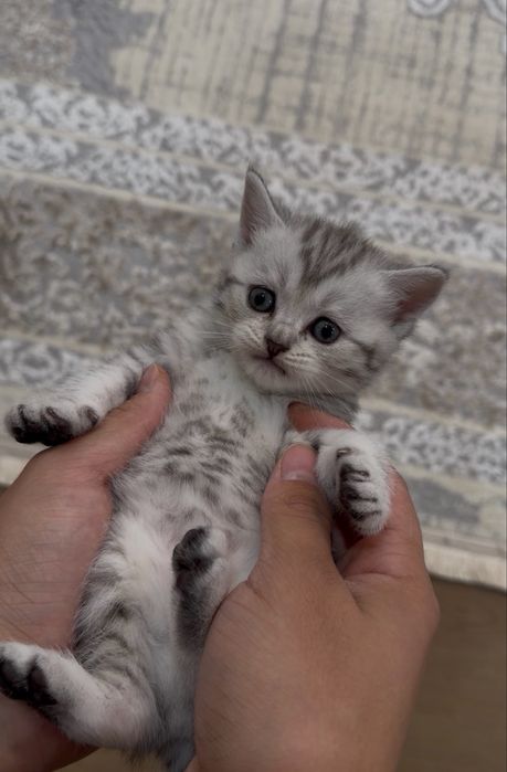Котята Шотландские Скоттиш Фолд