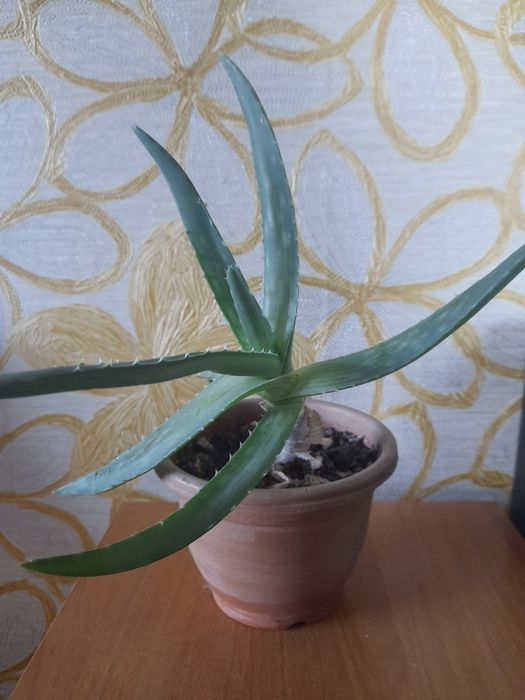 Алоэ лечебный    .