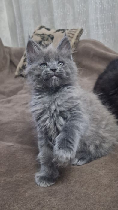 Котёнок мейн-кун