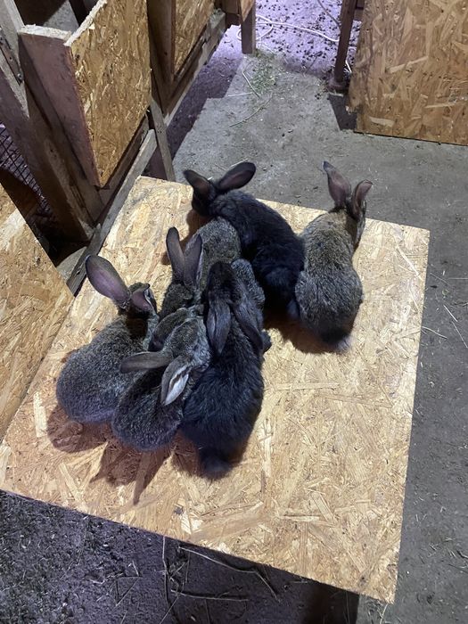 Продам крольчат кролики