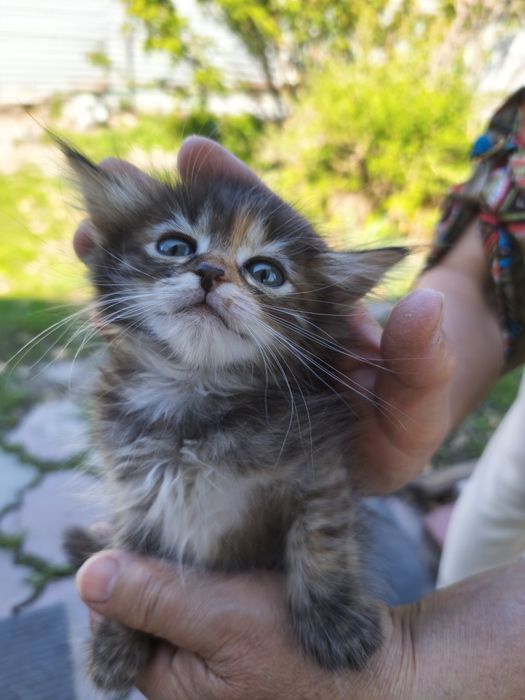 Отдам котят  в хорошие руки