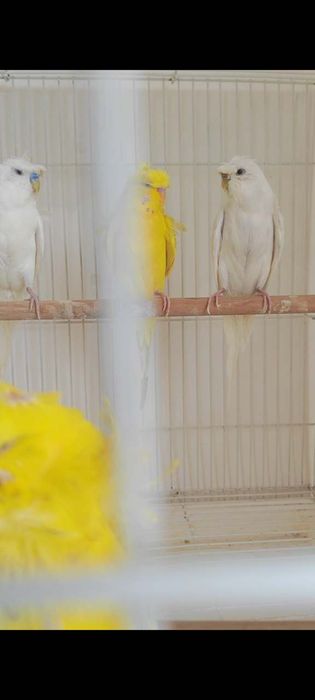 Продается попугай бабочки to’tilar sotiladi