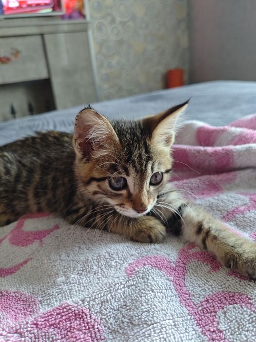 Котенок (табби) девочка ищет семью