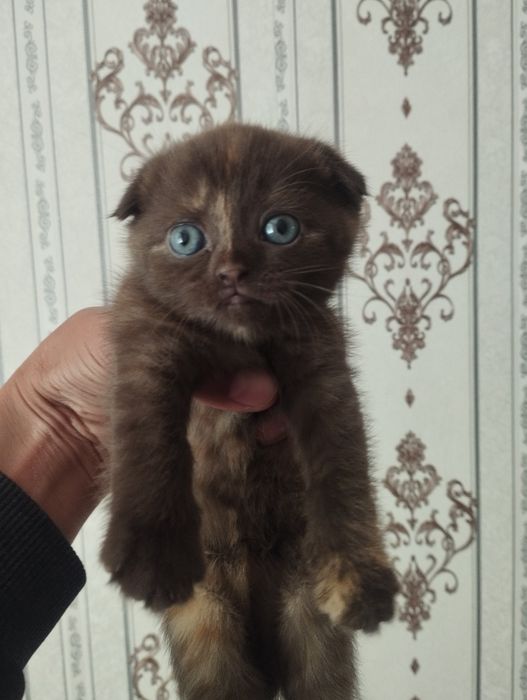 Шотландские вислоушки