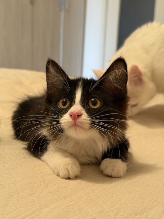 Срочно отдаются котята в добрые руки!