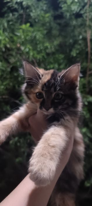 Отдаём котят в хорошие руки