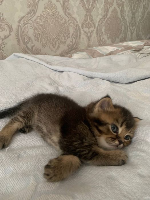 Котята вислоухии