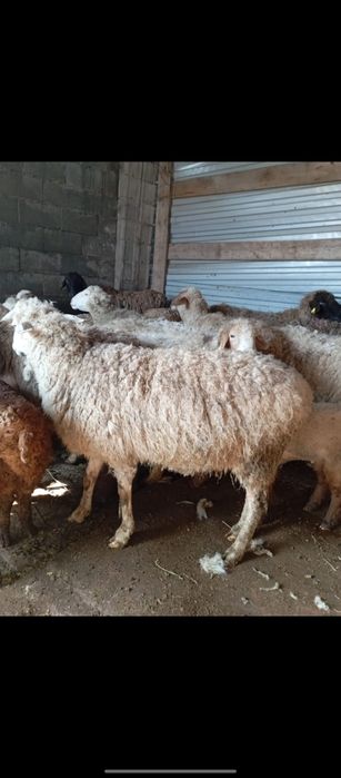 Продаются бараны на резку