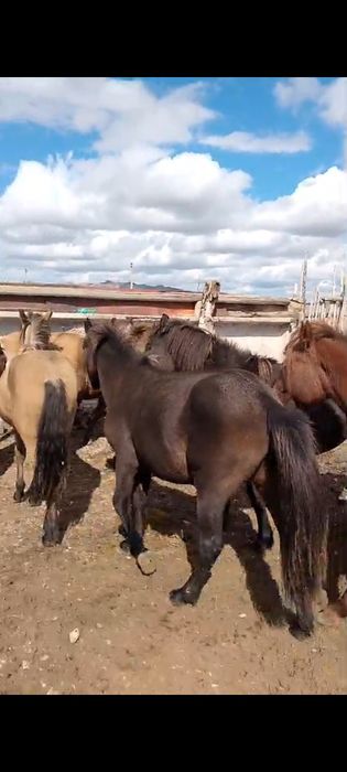 Үйір жылқы сатылады