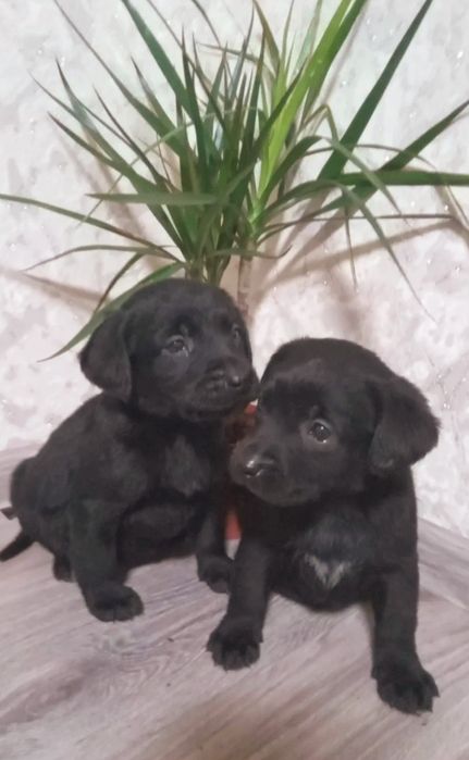 Продам щенков лаблодора 1месяц