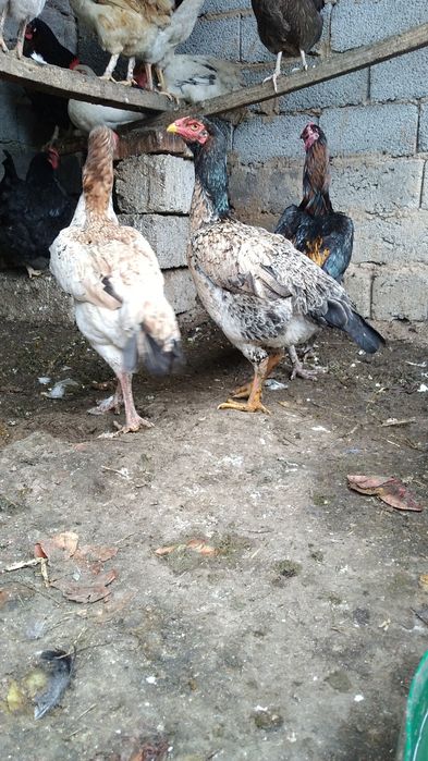 Бойцковый  Бабахы қораз/тауық 2+1