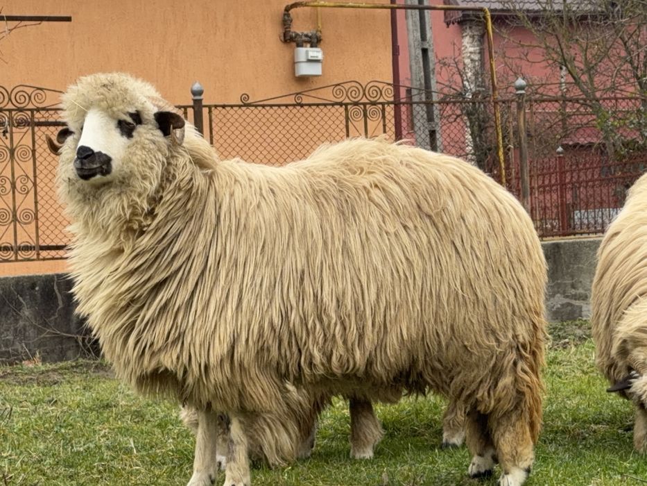 vand miele de anul acesta