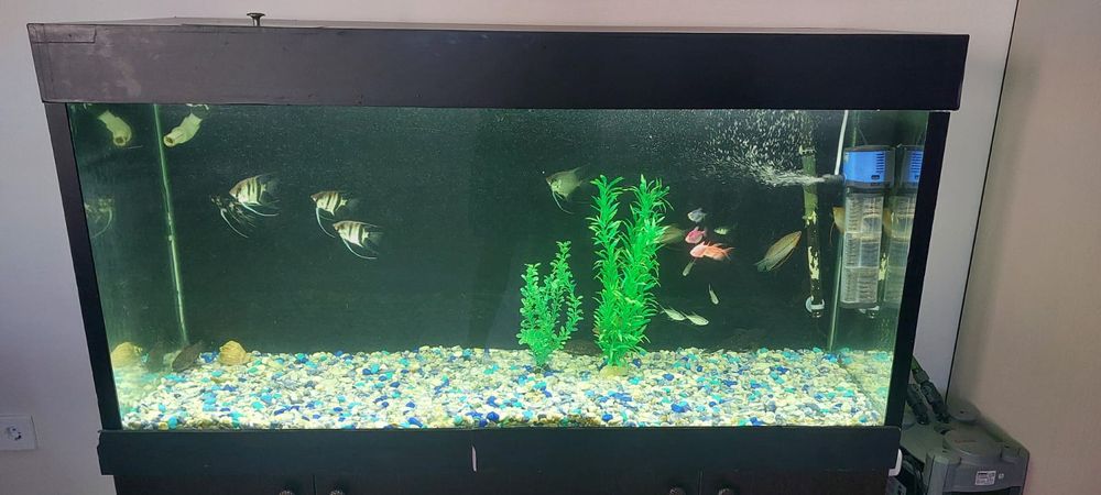 Аквариум с рыбками
