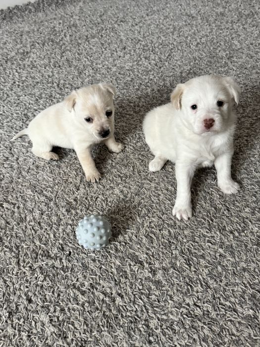 Bishon maltez 2 fetite