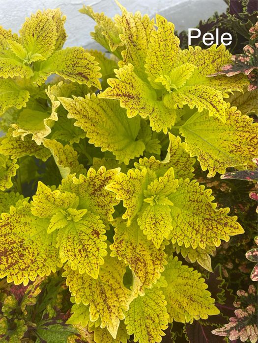 Укорененные черенки сортовых колеусов