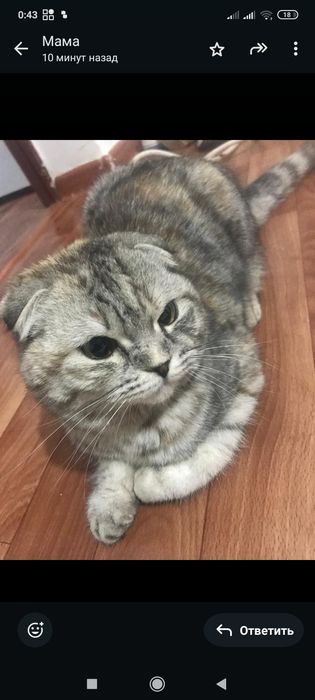 Кот продам кот кот